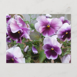Lila Pansy Postkarte