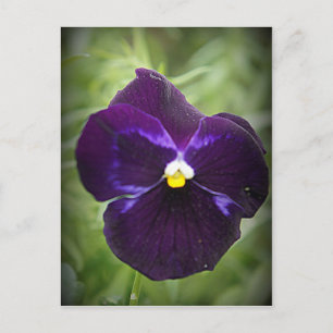 Lila Pansy Postkarte