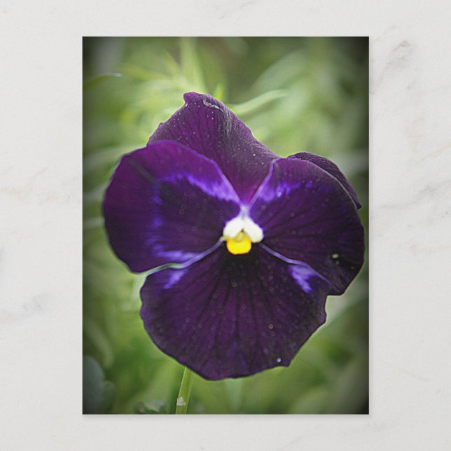Lila Pansy Postkarte (Vorderseite)