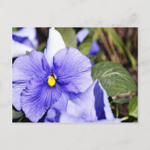 Lila Pansy Postkarte