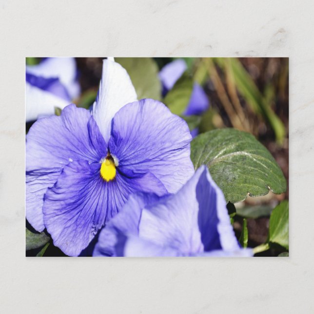 Lila Pansy Postkarte (Vorderseite)