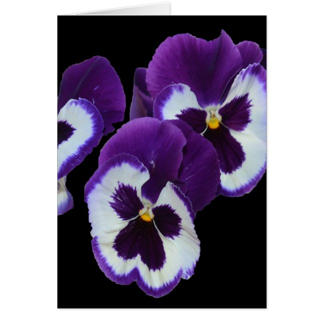 Lila Pansy Posy, (Vorne)