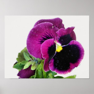 Lila Pansy Print Poster