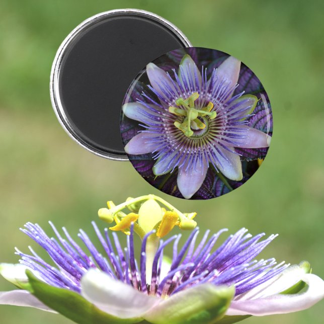 Lila Passiflora Passion Blume Magnet (Von Creator hochgeladen)
