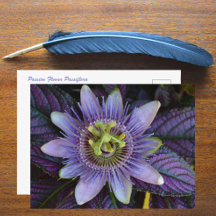Lila Passiflora und Persischer Schild Fotografie