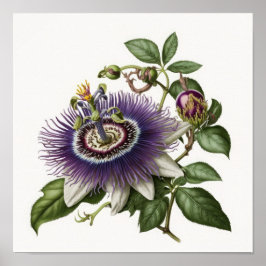 Lila Passion Blume Art Print Poster