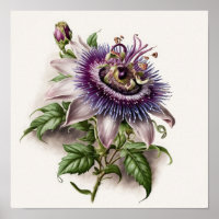 Lila Passion Blume Art Print Poster