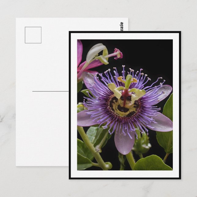 Lila Passion Fruit Blume, Postkarte (Vorne/Hinten)