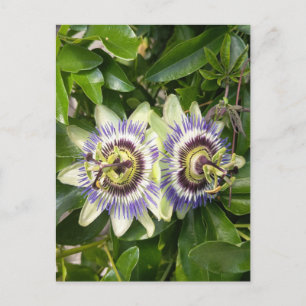 Lila Passionsblumen-Postkarte Postkarte