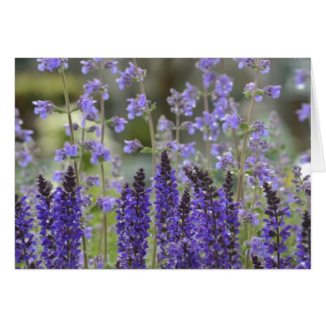 Lila Passionsnotecard (Vorderseite (Horizontal))