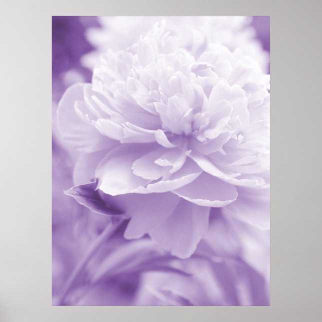 Lila Peony Poster (Vorne)