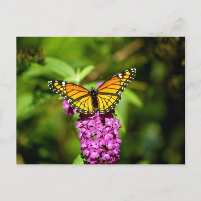 Lila Perch (Viceroy Butterfly) Postkarte (Vorderseite)