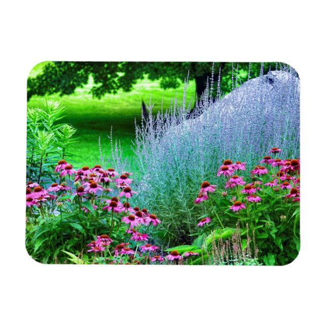 Lila Perovskia und Echinacea Magnet (Horizontal)