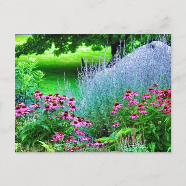Lila Perovskia und Echinacea Postkarte (Vorderseite)