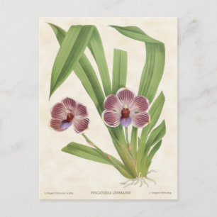 Lila Pescatorea-Orchidee Vintage-Botanik Postkarte
