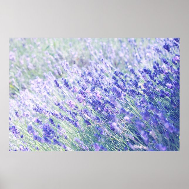 LILA PETALISCHE BLUME POSTER (Vorne)