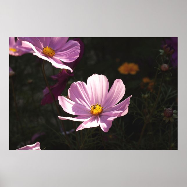 LILA PETALISCHE BLUME POSTER (Vorne)