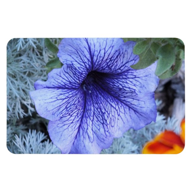 Lila Petunia Magnet (Horizontal)