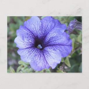 Lila Petunia Postcad Postkarte