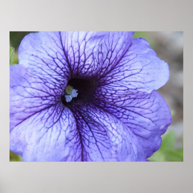 Lila Petunia Poster (Vorne)