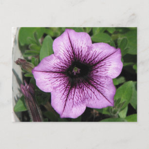 Lila Petunia Postkarte