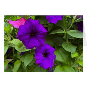 Lila Petunias - 5" x 7" Kunstkarte