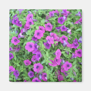 Lila Petunias Magnet