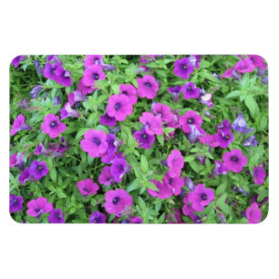 Lila Petunias-Magnet Magnet