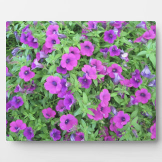 Lila Petunias Plaque Fotoplatte