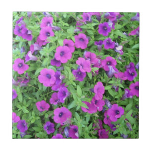 Lila Petunias Tile Fliese