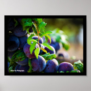 Lila Pflaumen am Baum Poster