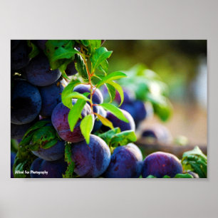 Lila Pflaumen am Baum Poster