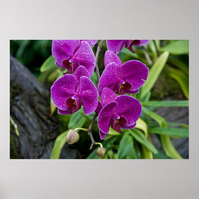 Lila Phalaenopsis Orchid Poster (Vorne)
