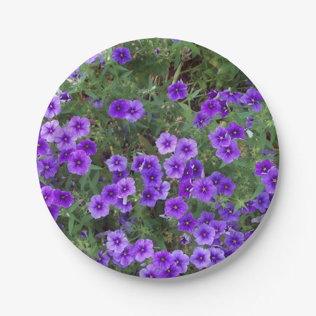 Lila Phlox-Blume auf einer Pappteller (Vorderseite)