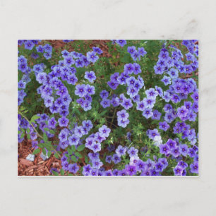 Lila Phlox-Blume auf einer Postkarte