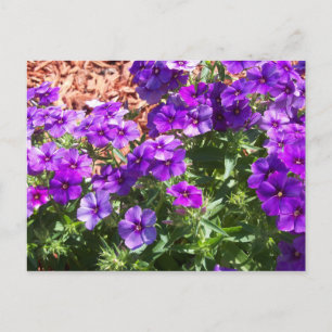 Lila Phlox-Blume auf einer Postkarte