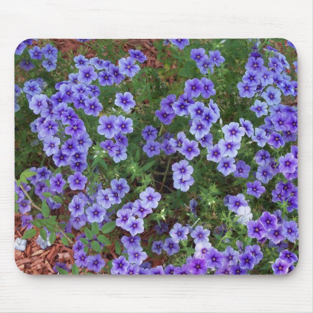 lila phlox-Blume Mousepad (Vorne)