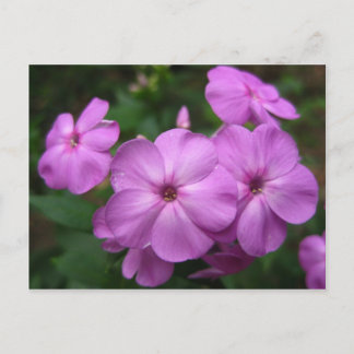 Lila Phlox-Blume Postkarte