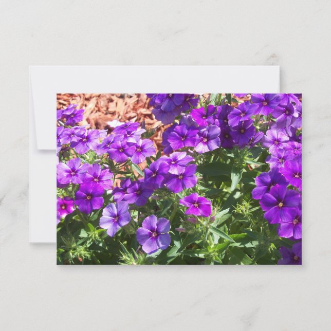 Lila Phlox Floral Dankeschön Karte (Vorderseite)