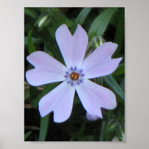 Lila Phlox Poster