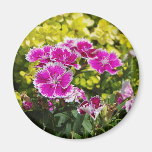 Lila Picot-Magnet Magnet