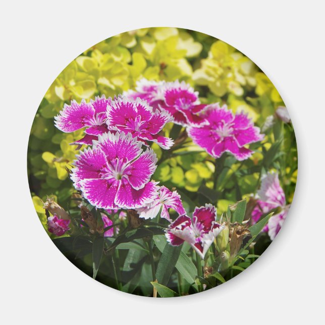 Lila Picot-Magnet Magnet (Vorne)