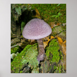 Lila Pilz auf Mossy Log Poster
