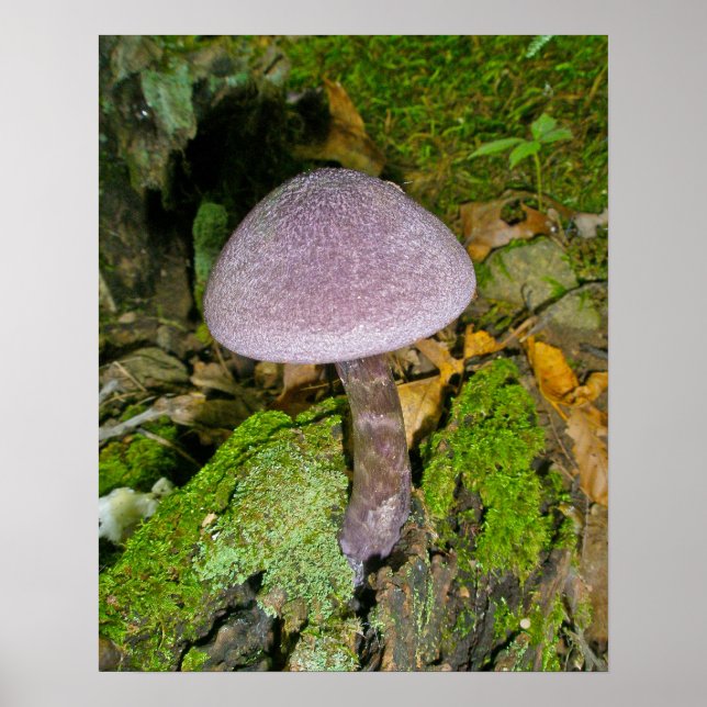 Lila Pilz auf Mossy Log Poster (Vorne)