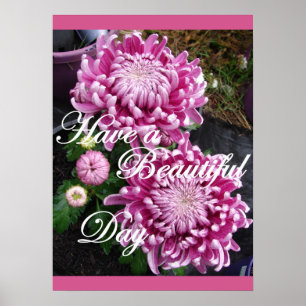 Lila Pink Chrysanthemum Floral Blume Poster