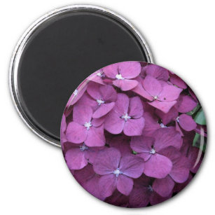 Lila Pink Hydrangea Magnet