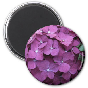 Lila Pink Hydrangea Magnet