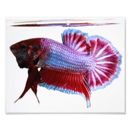 Lila Plakat Betta Fish Fotodruck