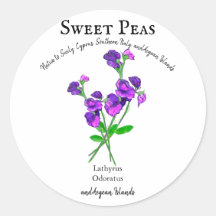 Lila Platterbsen Blume mit Text