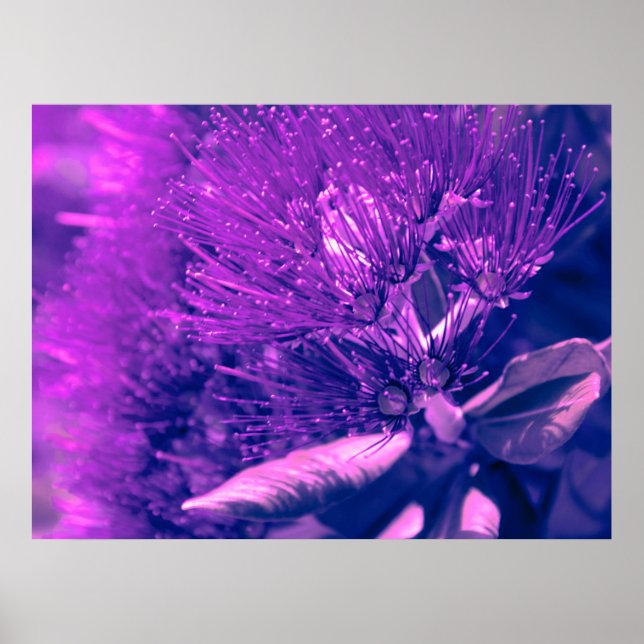 Lila Pohutukawa Tree Poster (Vorne)